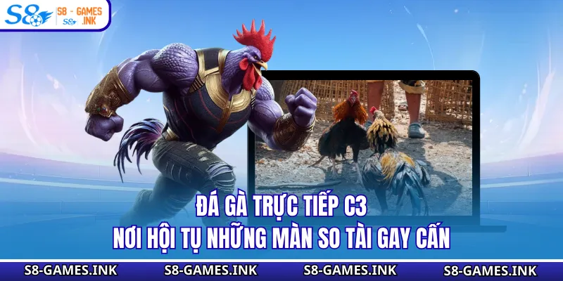 Đá Gà Trực Tiếp C3 - Nơi Hội Tụ Những Màn So Tài Gay Cấn