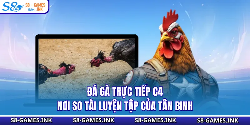 Đá Gà Trực Tiếp C4 - Nơi So Tài Luyện Tập Của Tân Binh